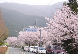 桜満開