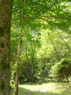 広場
